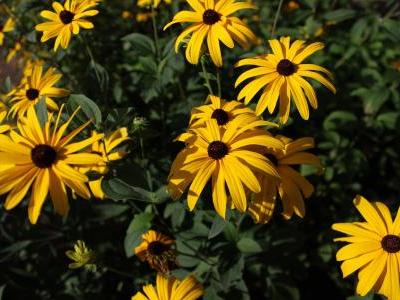 rudbeckie-douce-2