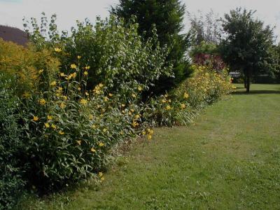 rudbeckie-nitida-1