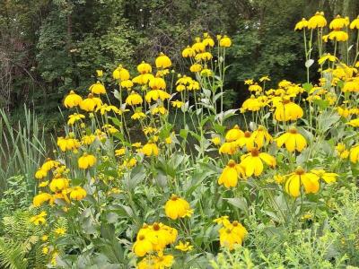 rudbeckie-nitida-2