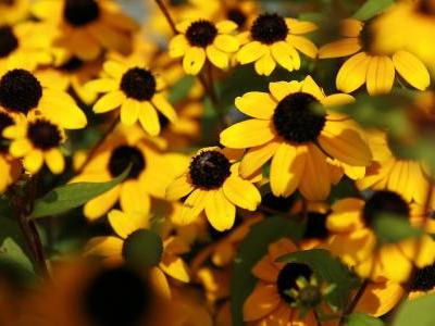rudbeckie-trilobee-1