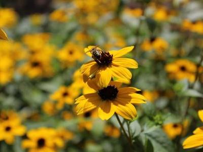 rudbeckie-trilobee-2