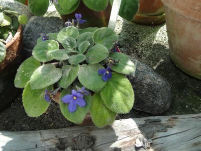 saintpaulia-teitensis-1