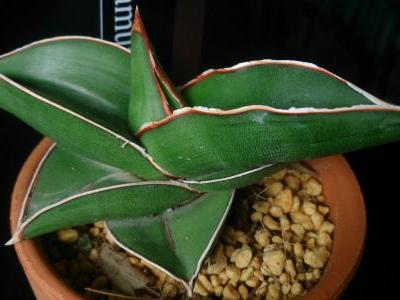 sansevieria-bleue-2