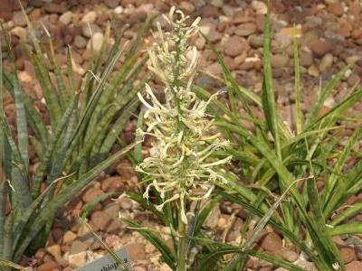 sansevieria-d-ethiopie-1