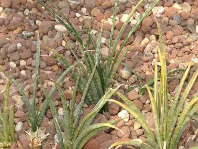 sansevieria-d-ethiopie-2