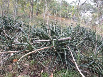 sansevieria-downsii-1