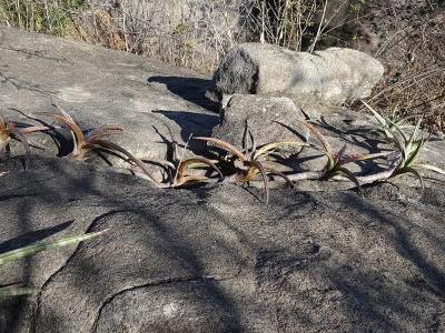 sansevieria-downsii-2