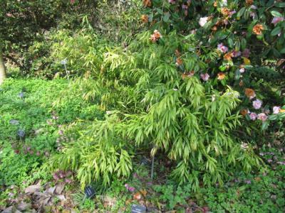 sarcocoque-a-feuilles-de-saule-1
