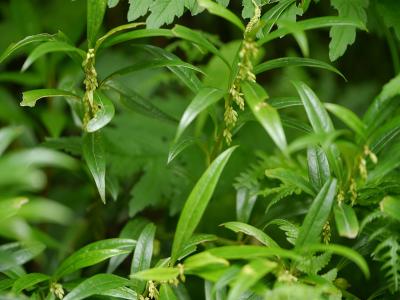 sarcocoque-a-feuilles-de-saule-2