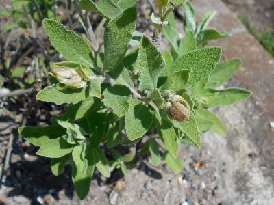 sauge-a-feuilles-de-lavande-1