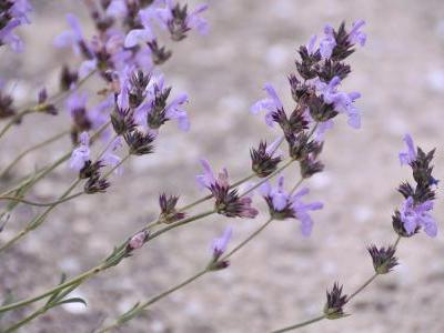 sauge-a-feuilles-de-lavande-2