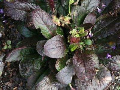 sauge-a-feuilles-de-lyre-1