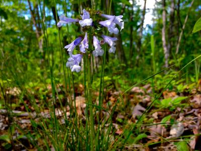 sauge-a-feuilles-de-lyre-2