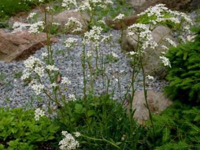 saxifrage-cotyledon-2