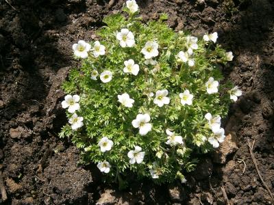 saxifrage-d-arends-1