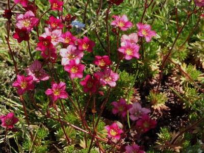 saxifrage-d-arends-2