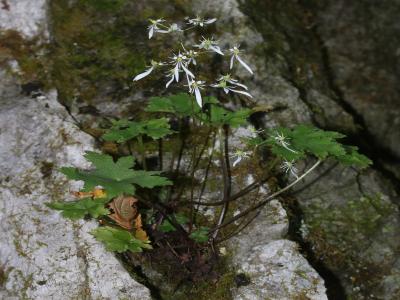 saxifrage-d-automne-1