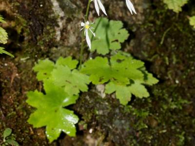 saxifrage-d-automne-2