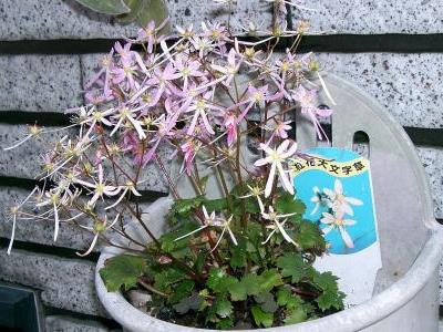 saxifrage-de-fortune-1