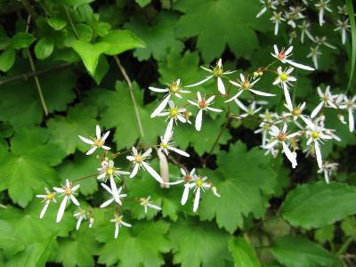 saxifrage-de-fortune-2