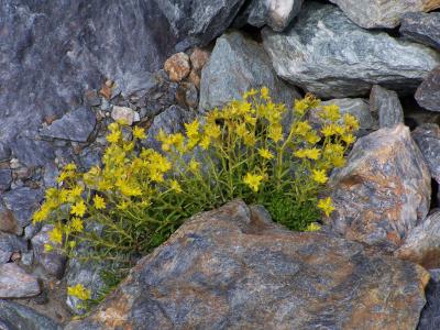 saxifrage-faux-orpin-1