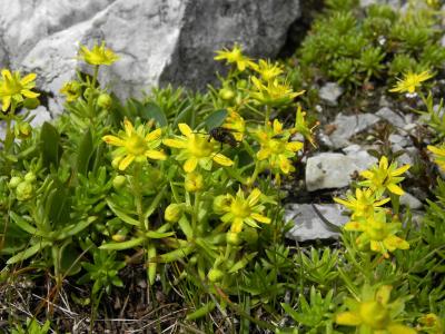 saxifrage-faux-orpin-2