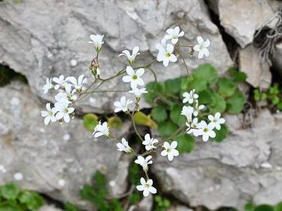 saxifrage-granulee-1