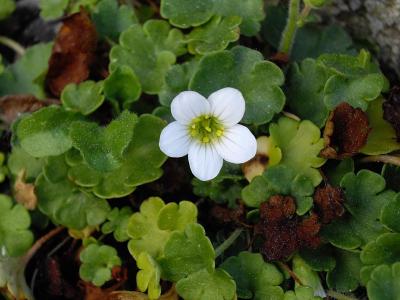 saxifrage-granulee-2