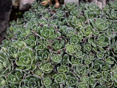 saxifrage-paniculee-1