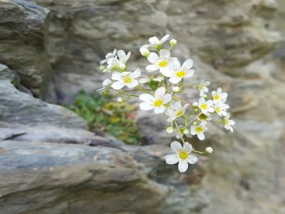 saxifrage-paniculee-2