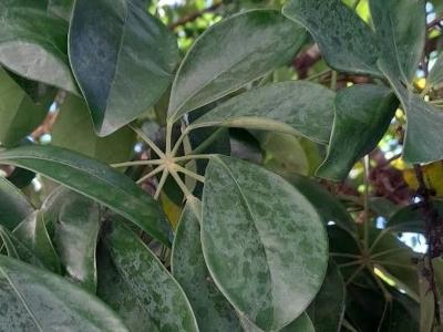 schefflera-heptaphylla-1