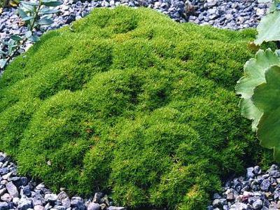 scleranthe-a-une-fleur-1