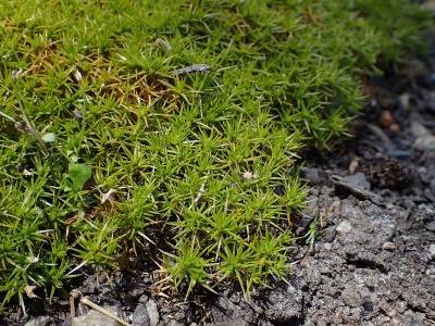 scleranthe-a-une-fleur-2