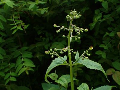 scrofulaire-aquatique-1