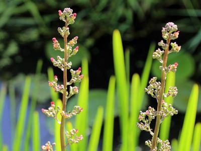 scrofulaire-aquatique-2