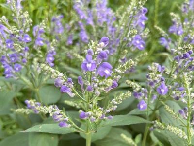 scutellaire-blanchie-1