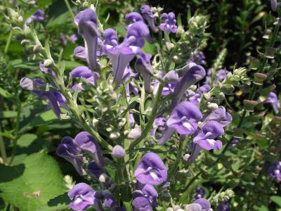 scutellaire-blanchie-2