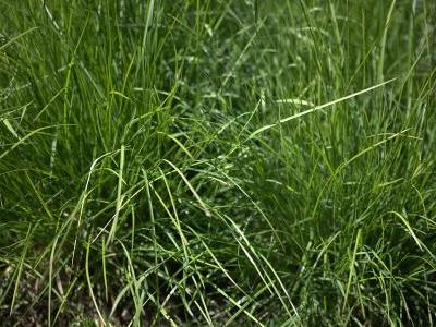 seslerie-d-automne-1