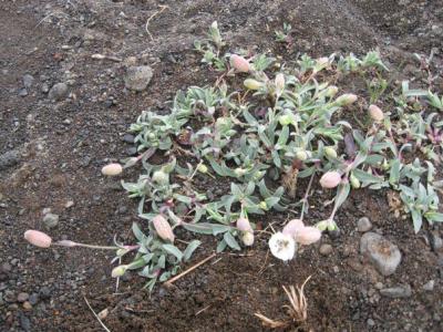 silene-a-une-fleur-1