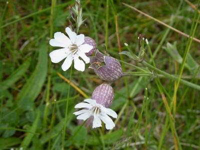 silene-a-une-fleur-2