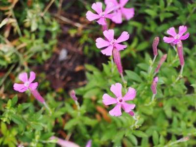 silene-du-caucase-1