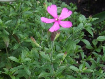 silene-du-caucase-2