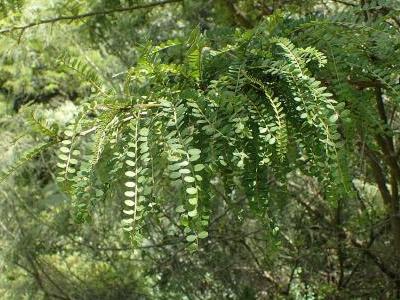 sophora-a-petites-feuilles-1