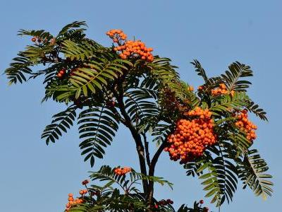 sorbier-a-feuilles-de-fougere-1