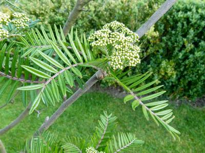sorbier-a-feuilles-de-fougere-2