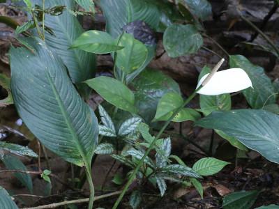 spathiphyllum-cannifolium-1