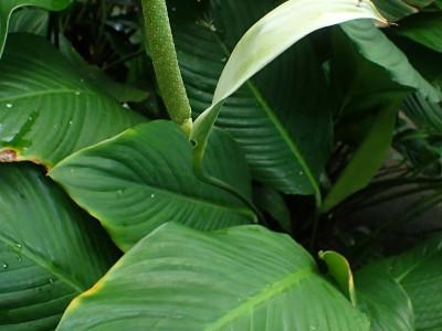 spathiphyllum-cannifolium-2