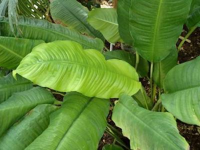 spathiphyllum-cochlearispathum-1