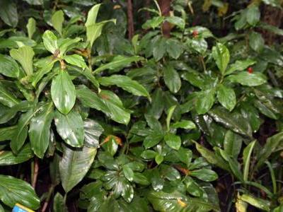 spathiphyllum-friedrichsthalii-1