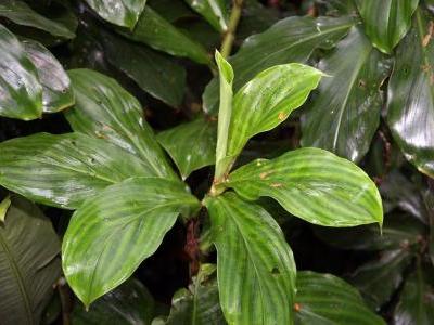 spathiphyllum-friedrichsthalii-2